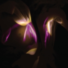SHEDIR - BEFORE THE LAST LIGHT IS BLOWN - Vinyl Record image 1